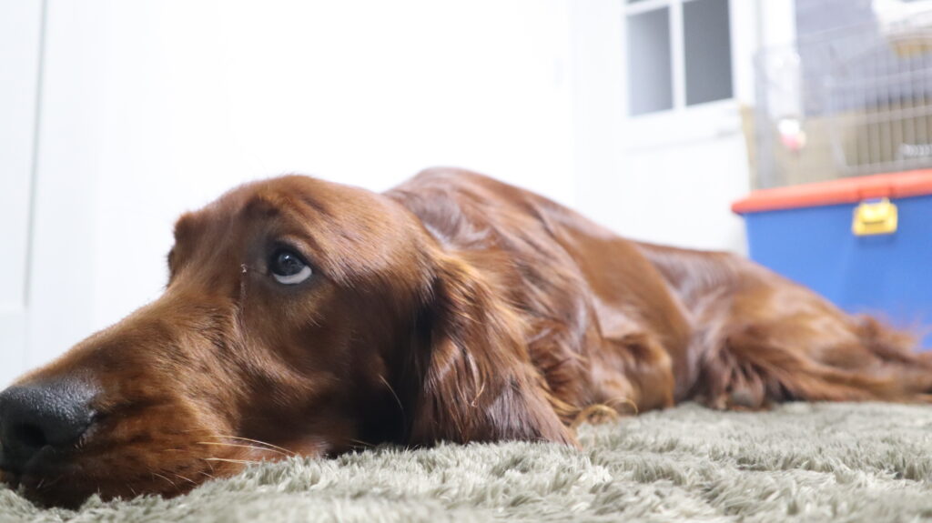 ミラーレス一眼レフ　犬　撮影