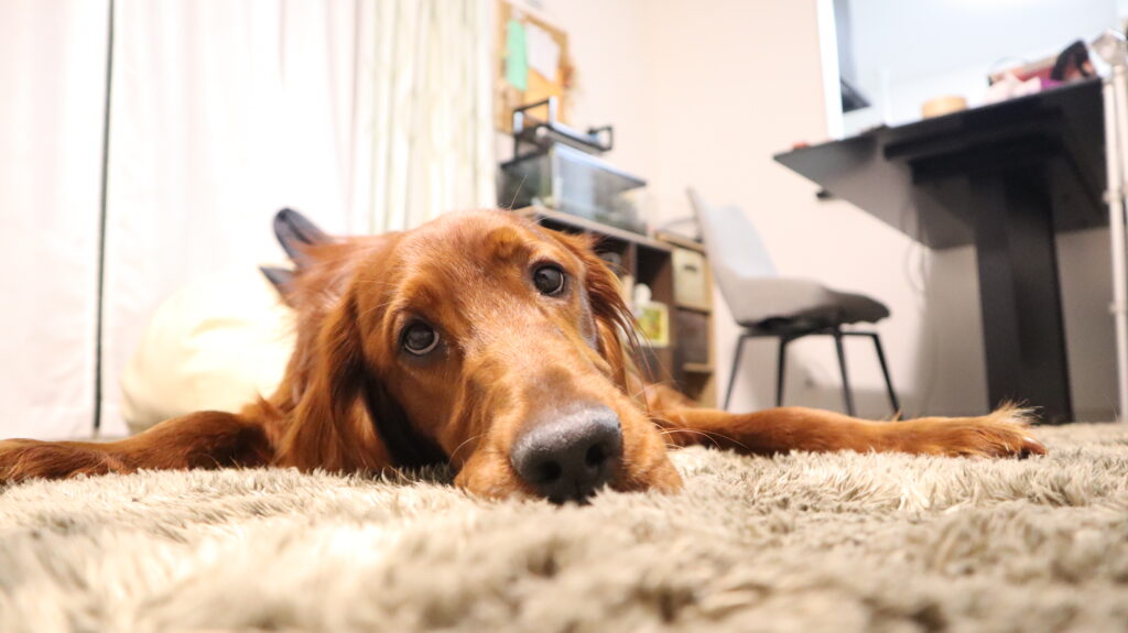 ミラーレス一眼レフ　犬　撮影