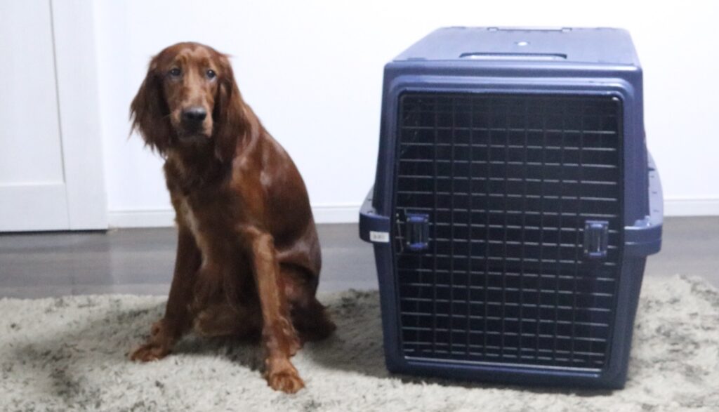 ペットキャリー　クレート　犬　アイリッシュセッター　アイリスオーヤマ