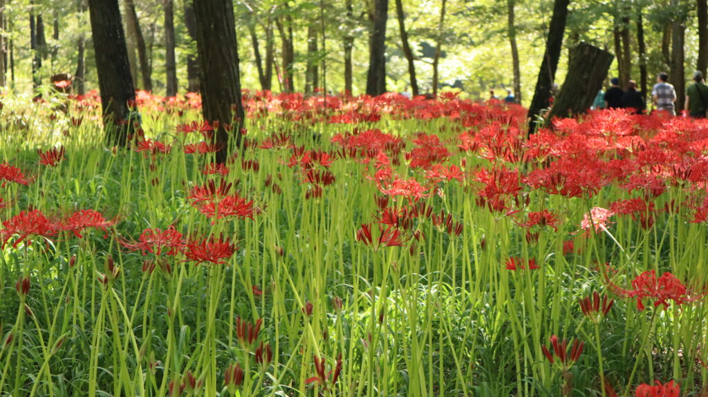 曼珠沙華　巾着田
