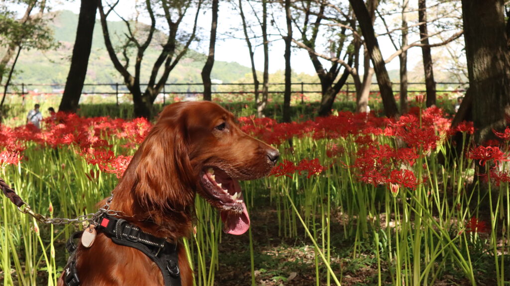 曼珠沙華　巾着田　ペット