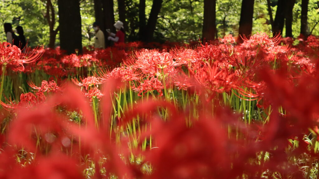 曼珠沙華　巾着田