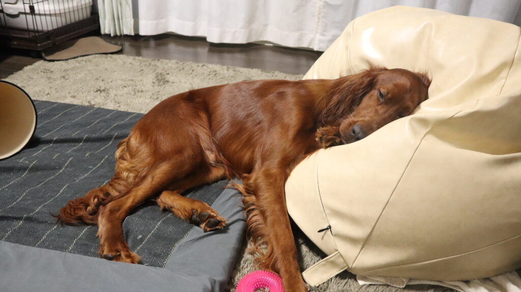 アイリッシュセッター　琥太郎