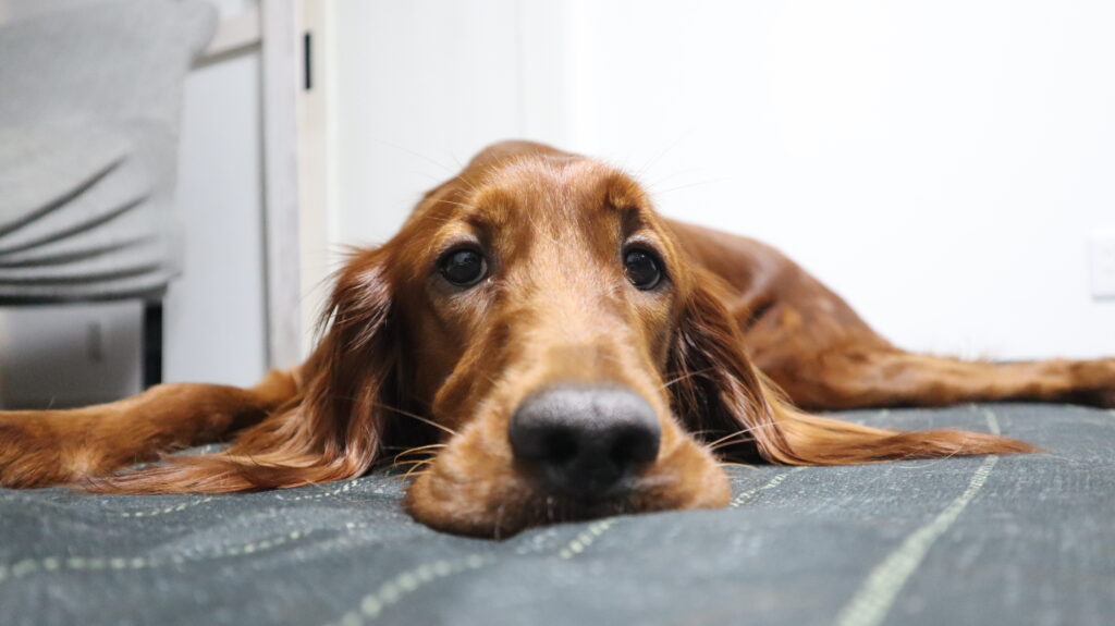 アイリッシュセッター　琥太郎