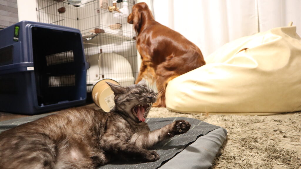 アイリッシュセッター　琥太郎　犬と猫