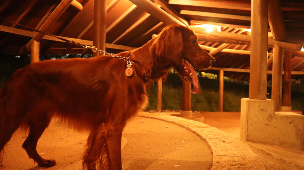 アイリッシュセッター　琥太郎
あけぼの森公園