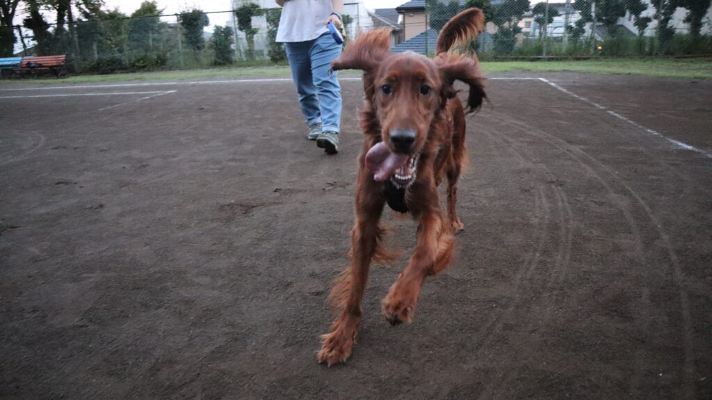アイリッシュセッター　琥太郎
