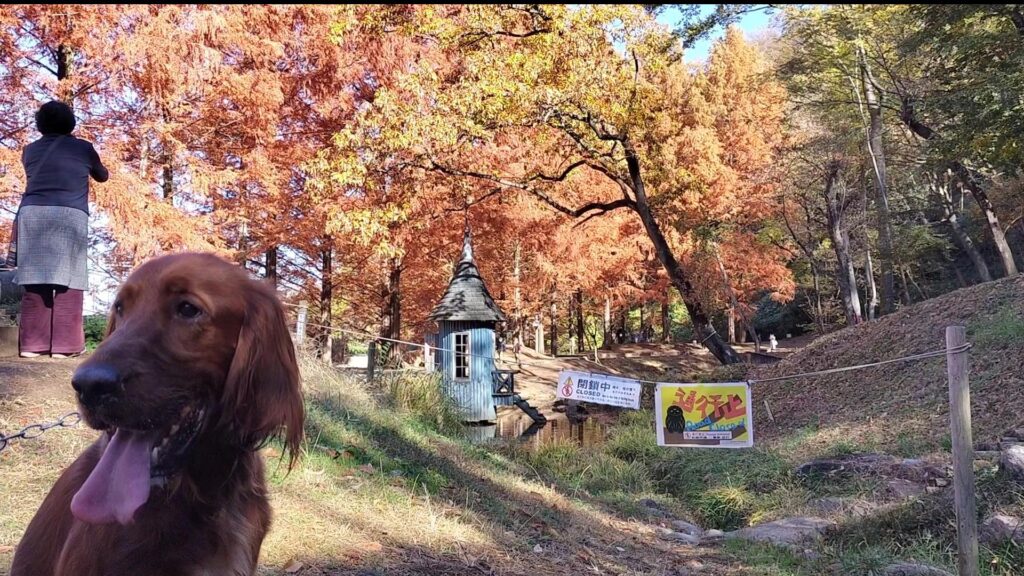 あけぼの子どもの森公園