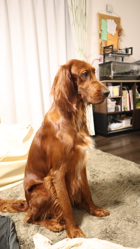 アイリッシュセッター